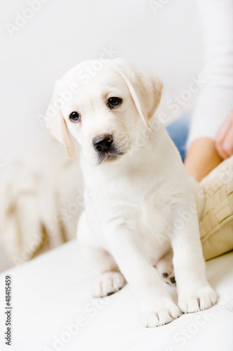 White Labrador puppy sitting on the sofa near the hands of woman