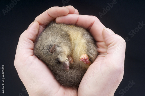 Photos Edible Dormouse / Glis glis