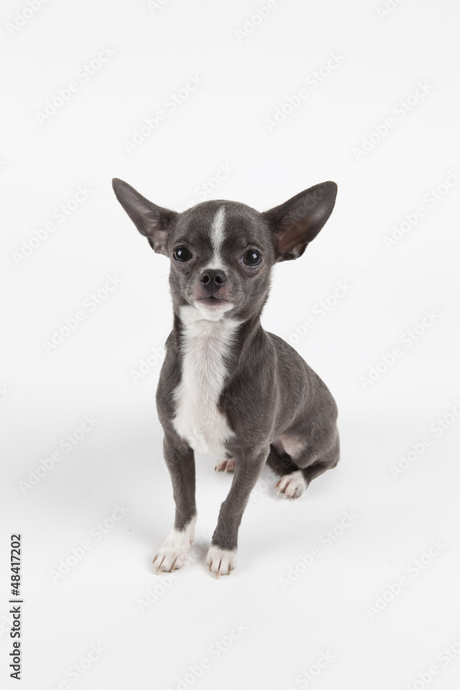 Obraz premium Chihuahua bleu