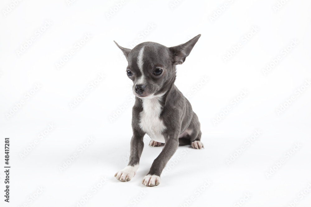 Chihuahua bleu