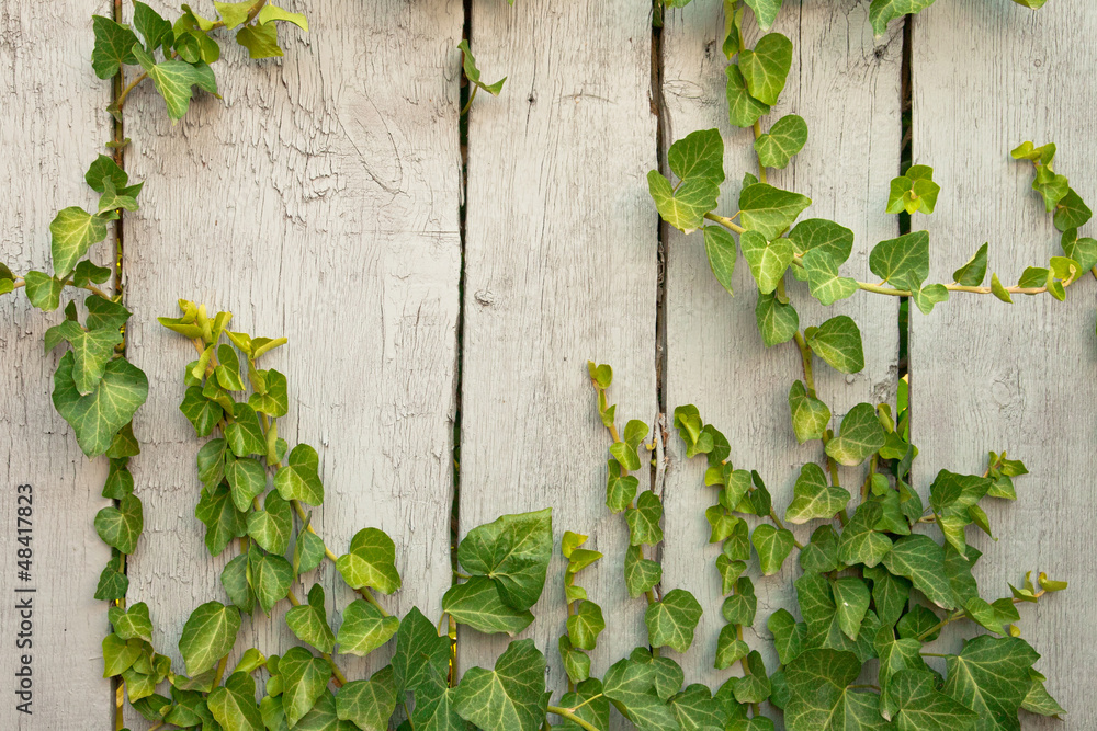 Close up wooden fence covered in ivy Close up wooden fence covered in ivy