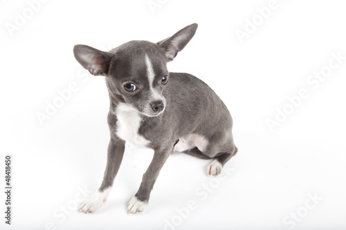 chihuahua bleu