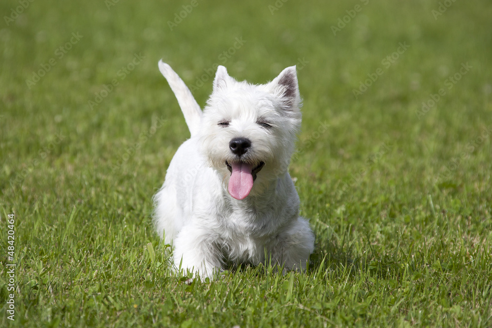West Highland White Terrier puppy West Highland White Terrier puppy