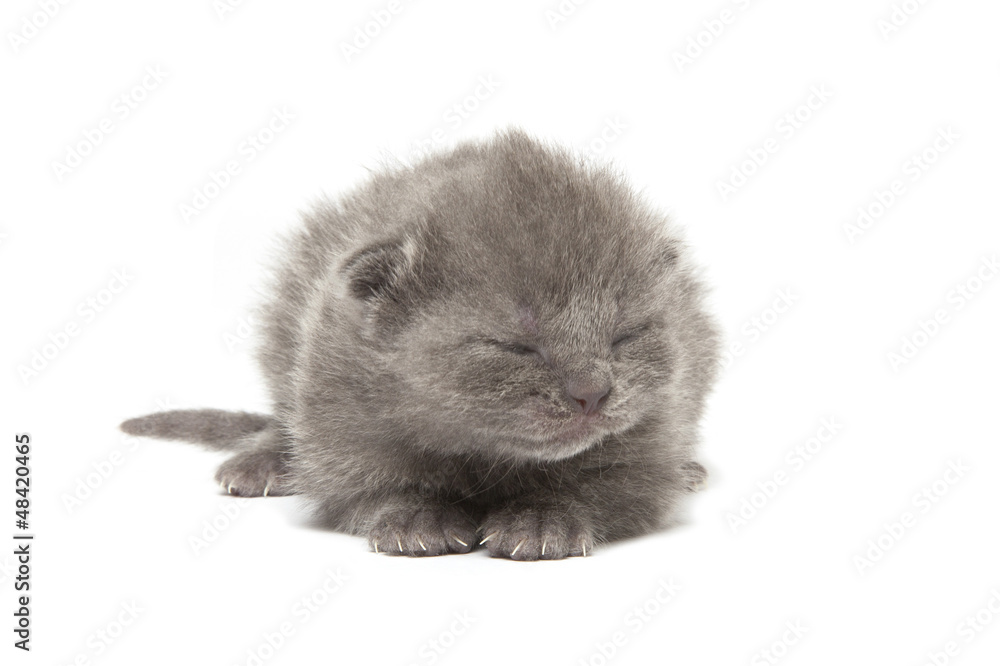british blue shothair kitten