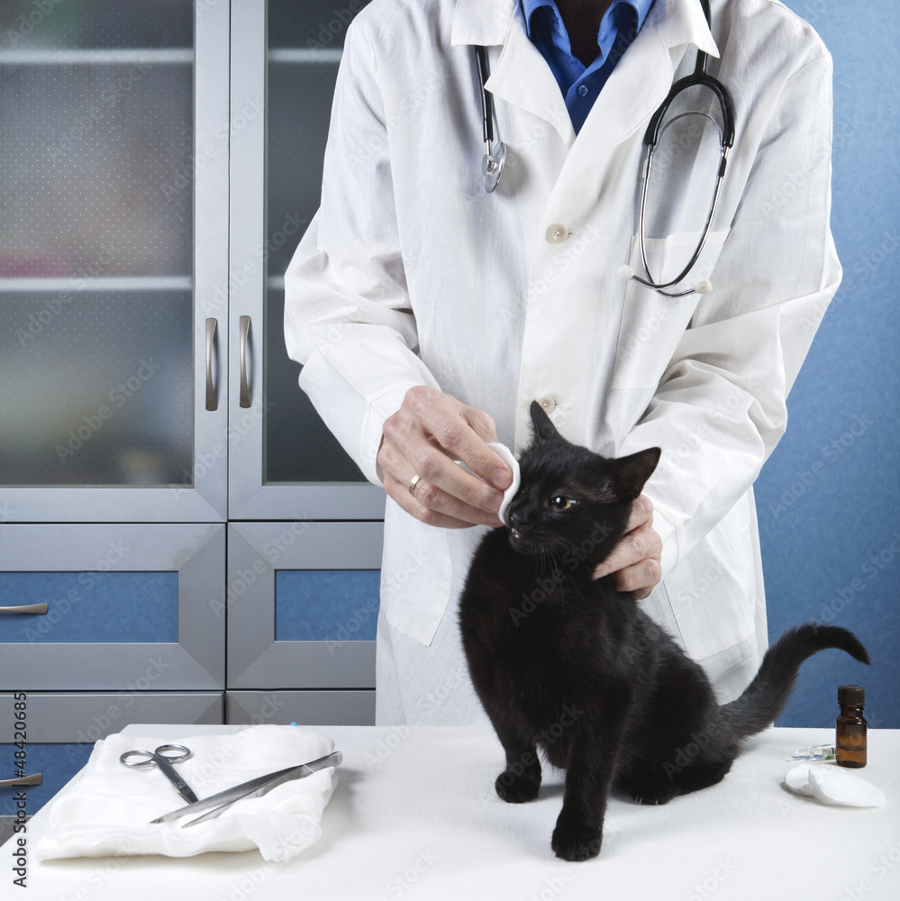 veterinarian treats eye a sick cat veterinarian treats eye a sick cat