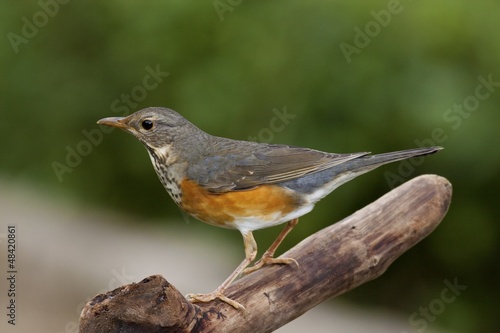 Grey-backed Thrush ,Turdus hortulorum
