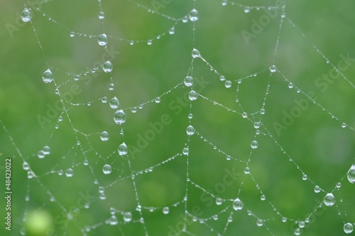 蜘蛛の糸に付いた雨の雫
