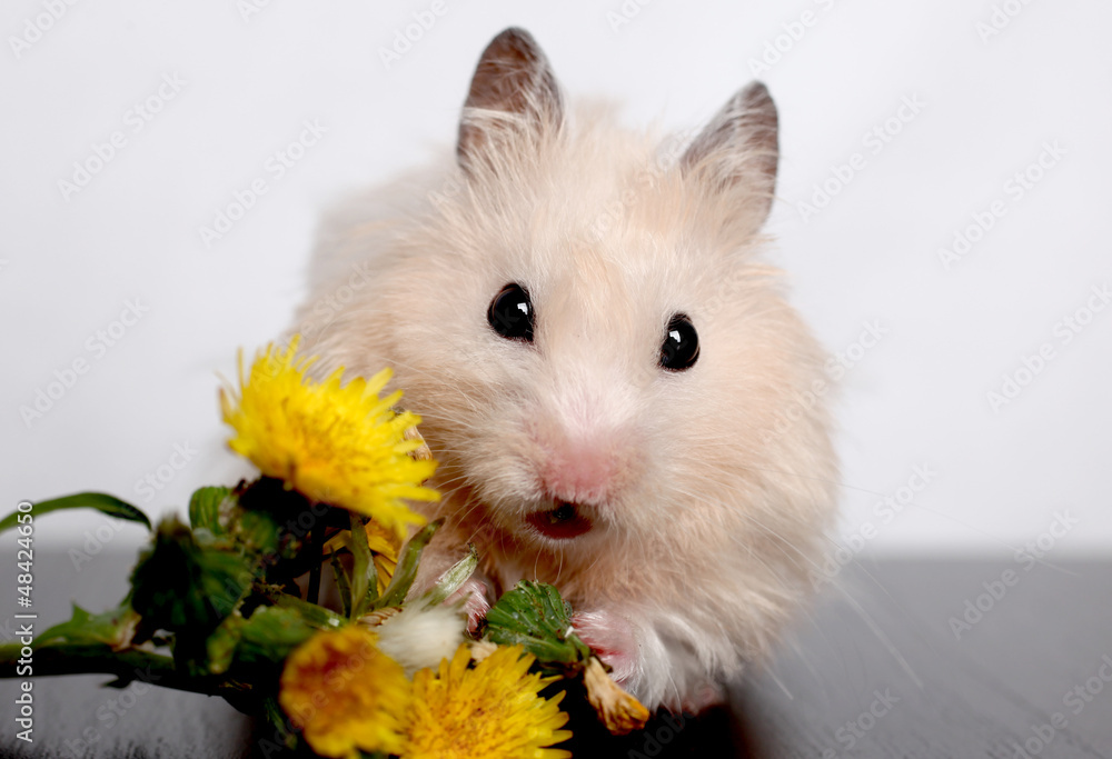 the hamster gnaws flowers