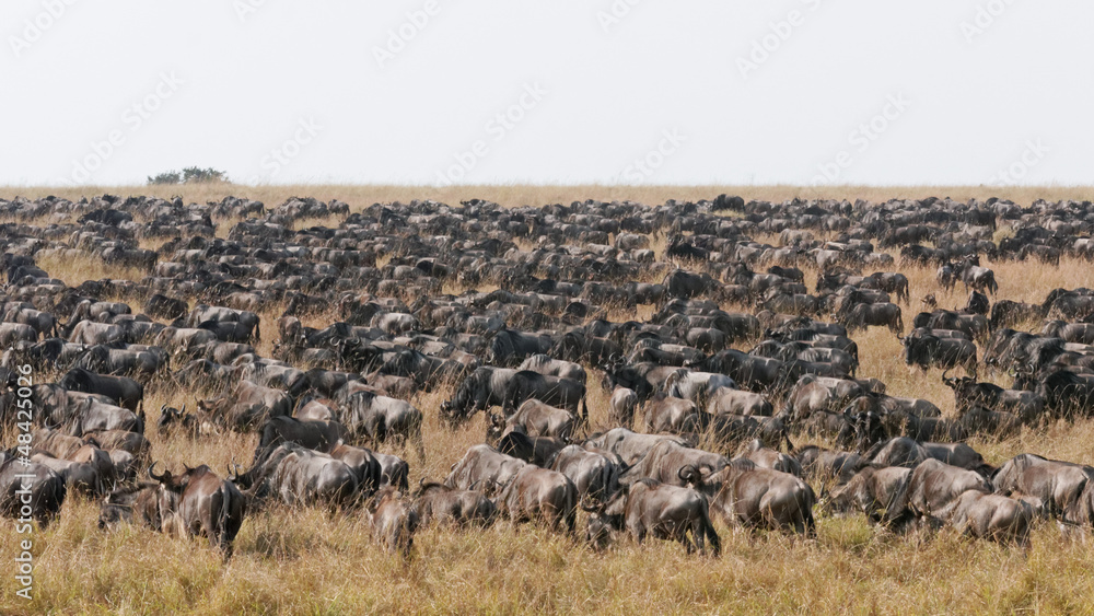 Maasai Mara wildebeests Maasai Mara wildebeests