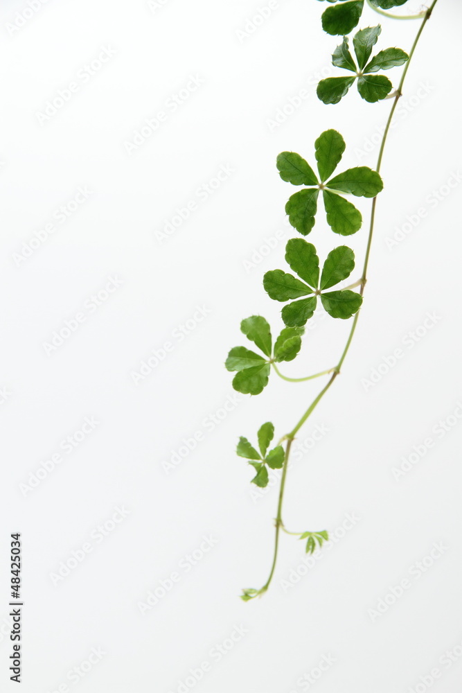 5枚葉が可愛いパーセノシッサス シュガーバイン Stock Photo Adobe Stock 5枚葉が可愛いパーセノシッサス シュガーバイン Stock Photo Adobe Stock