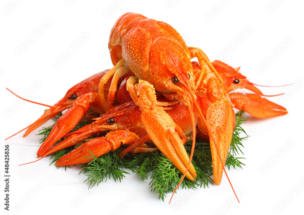 Group of red lobsters with garnish isolated on white Group of red lobsters with garnish isolated on white
