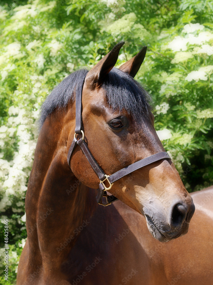 Obraz premium Bay Horse Head Shot