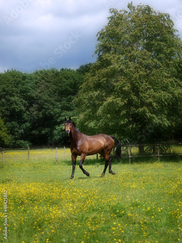 Bay Horse In Paddock © Nigel Baker