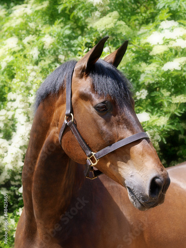 Bay Horse Head Shot