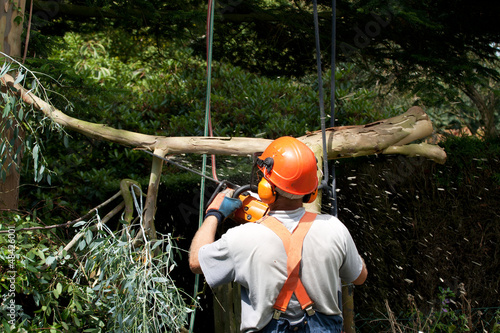 Trimming branches with chainsaw photo