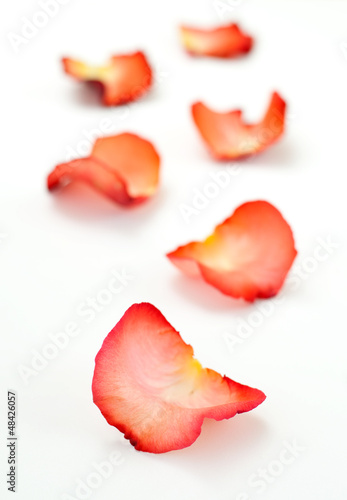 Rose petals