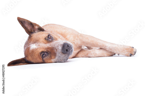 Hund liegt mit offenen Augen