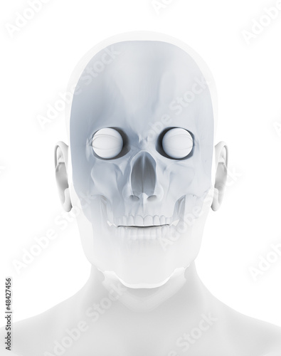 schädel 3d