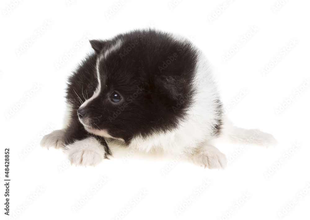 Obraz premium Portrait of pomeranian spitz