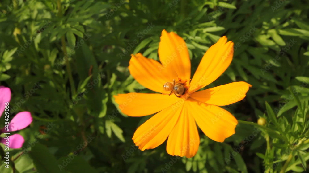 bee and flower bee and flower