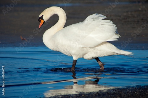 One white swans walking near the lake