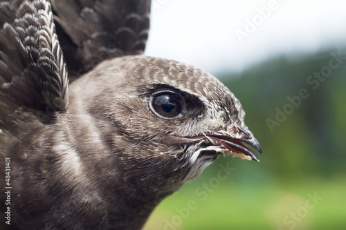 Portrait of an Young Eurasian Swift  / Apus apus