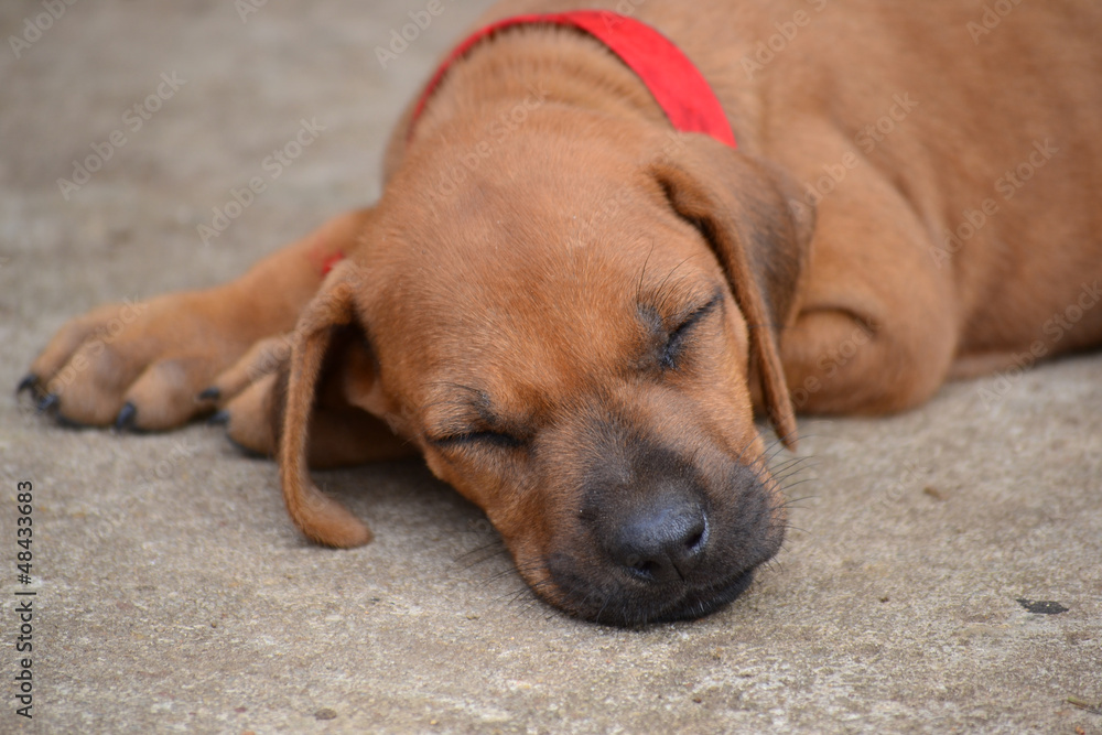 Rhodesian Ridgeback Welpe