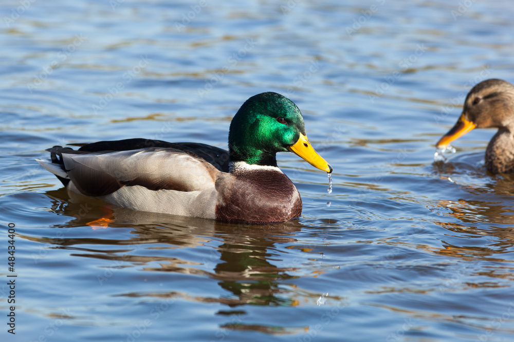 Anas platyrhynchos, Mallard. Anas platyrhynchos, Mallard.