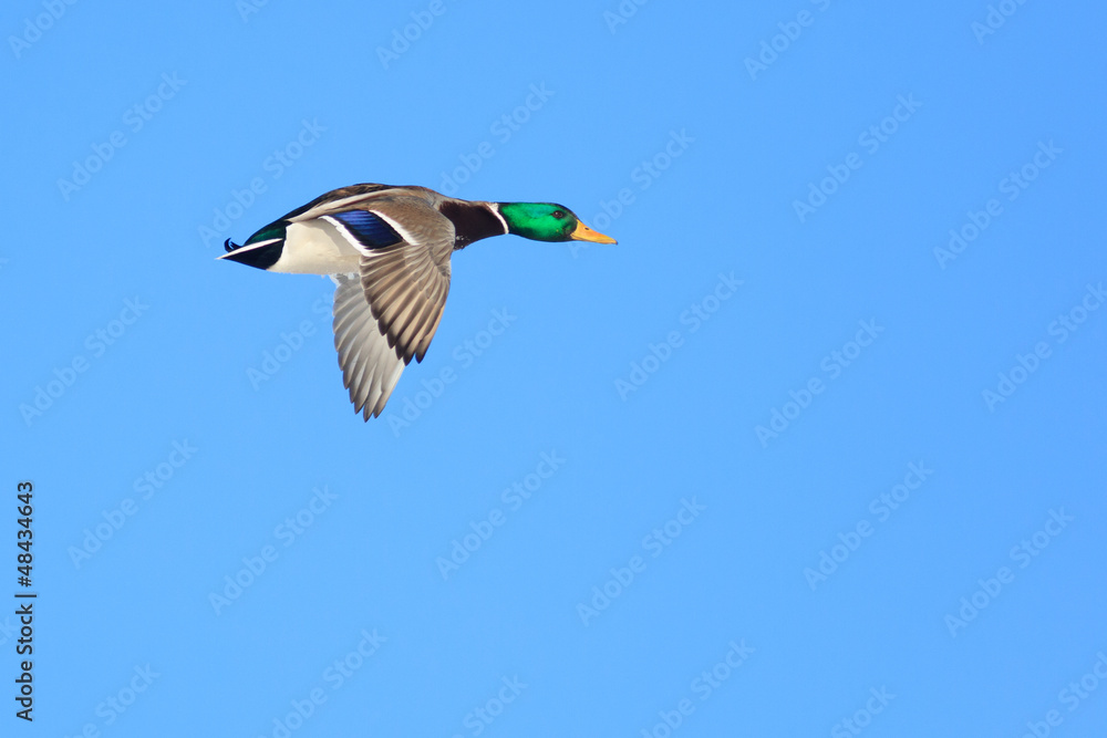 Obraz premium Anas platyrhynchos, Mallard.