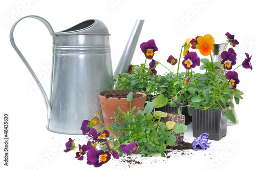 plants de pensées à rempoter