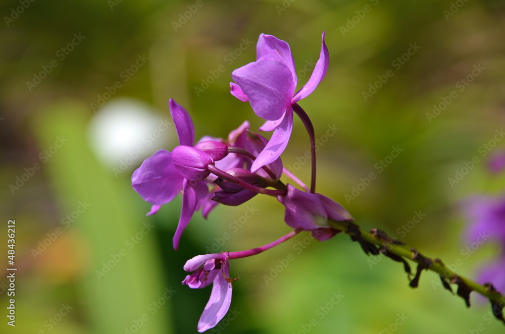 Pink Orchid in Singapore Botanic Garden