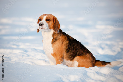 Fototapeta Naklejka Na Ścianę i Meble -  beagle dog sitting outdoors