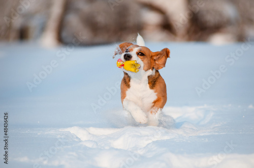 Fototapeta Naklejka Na Ścianę i Meble -  beagle dog winter fun