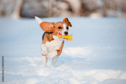 Fototapeta Naklejka Na Ścianę i Meble -  beagle dog running with a toy outdoors in winter