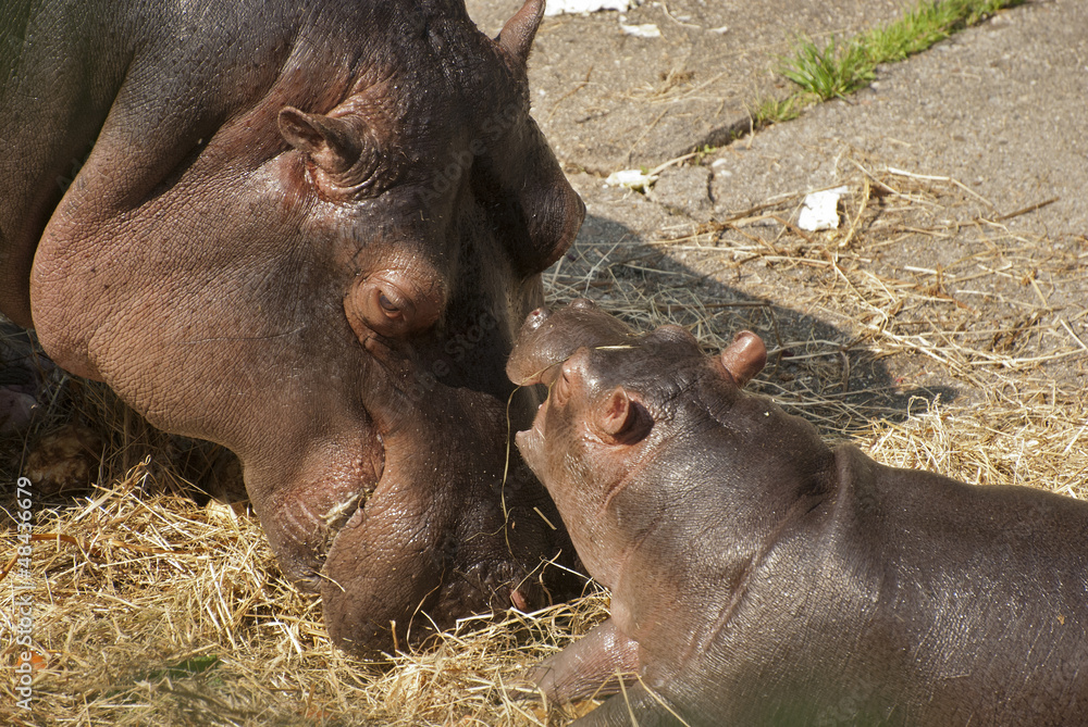 Hippo family