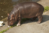 Small hippo