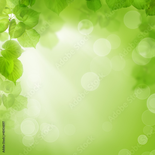 Background of green leaves, summer or spring season