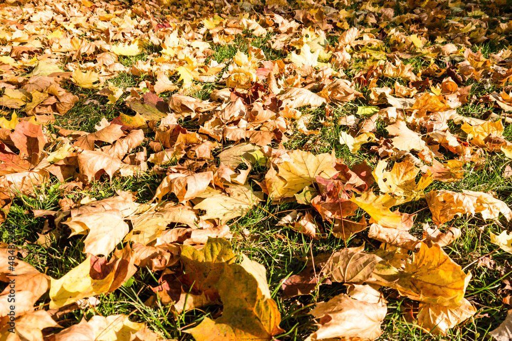 herbstblätter herbstblätter