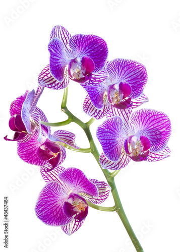 Pink-Purple Orchids