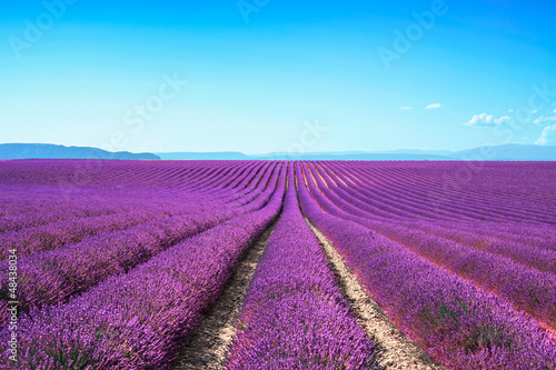 Lavender flower blooming fields on sunset. Valensole provence #48438034