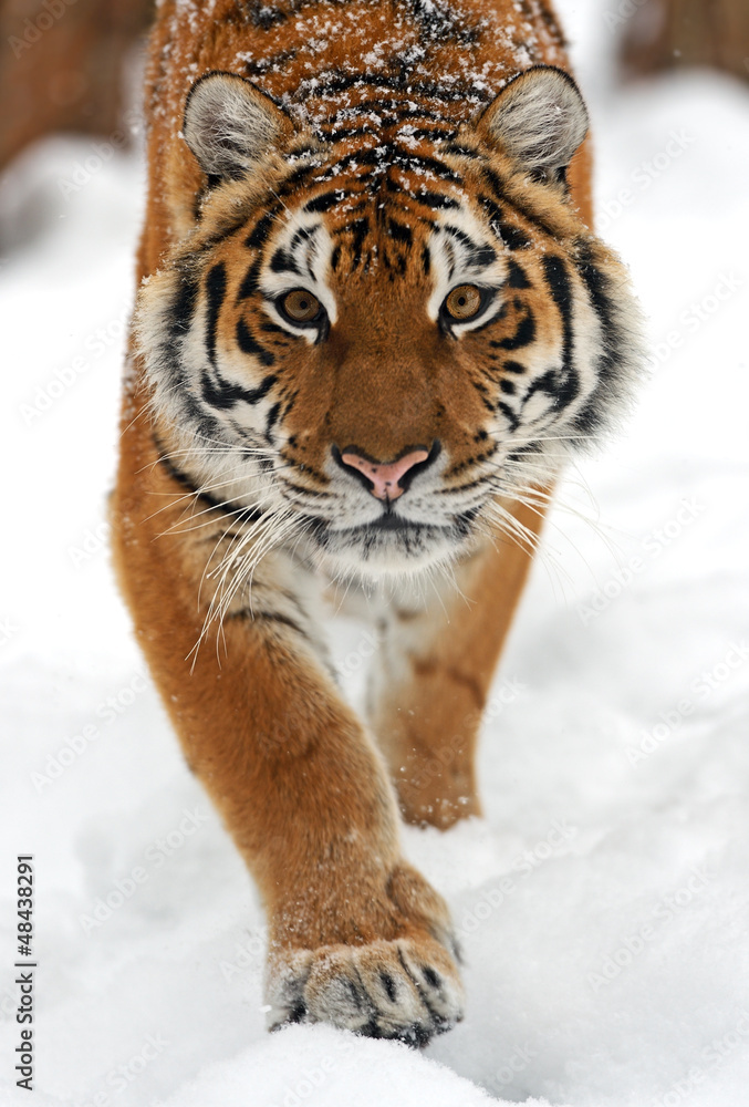 Naklejka premium tiger in winter