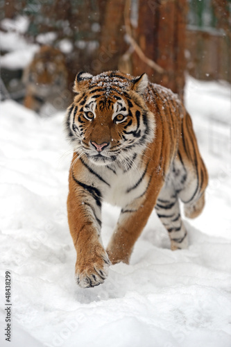 tiger in winter