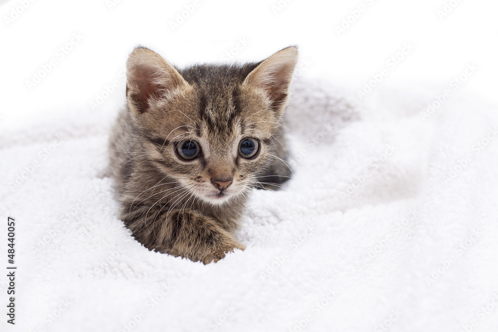 adorable kitten