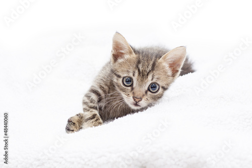 kitten laying in a white blancket