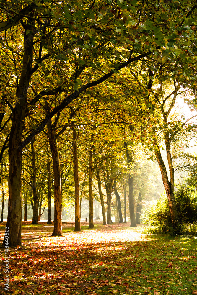 Fototapeta premium herbststimmung