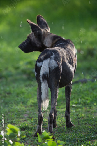 African Wild dog