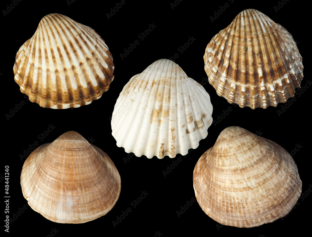 Obraz premium Clams shells