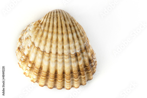 Clams shells