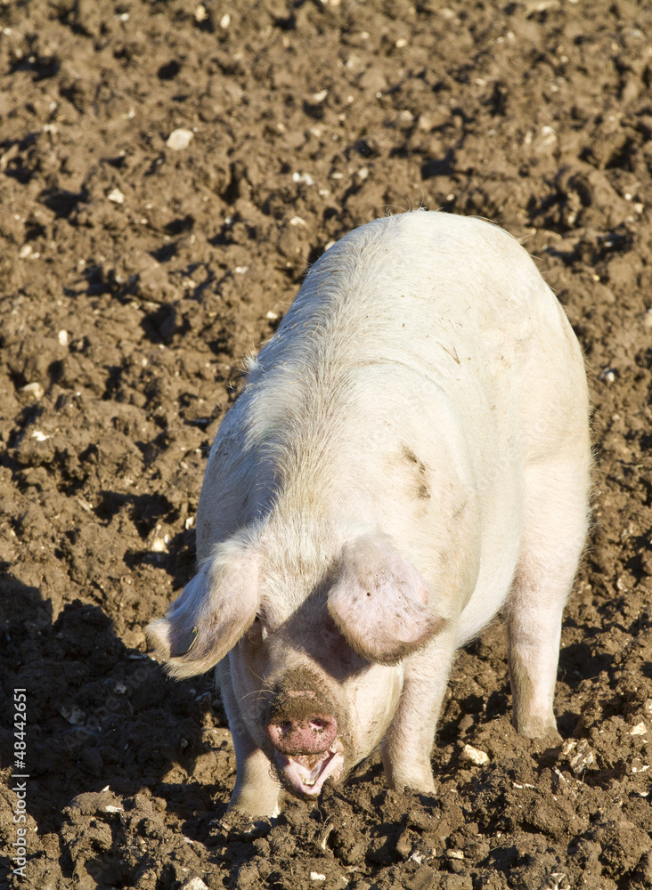 Happy adult female pig,sow rooting in mud Happy adult female pig,sow rooting in mud