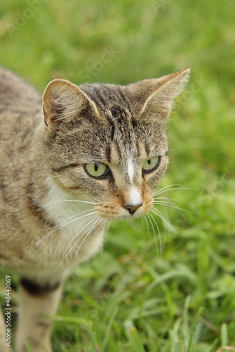 Wallpaper Mural Katze Torontodigital.ca